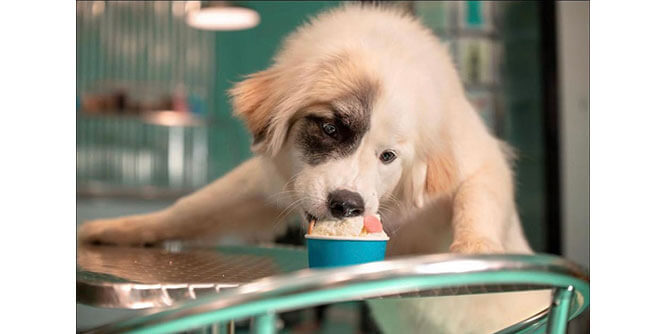 Salty Paws Doggie Ice Cream Shops and Doggie Ice Cream Trucks Slider-3