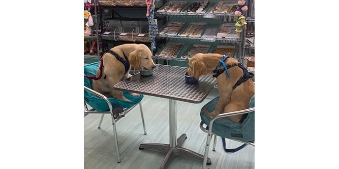 Salty Paws Doggie Ice Cream Shops and Doggie Ice Cream Trucks Slider-5