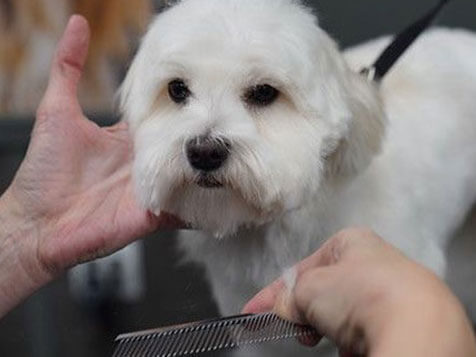 Pet Supplies Plus Pet Supplies Plus Slider 3