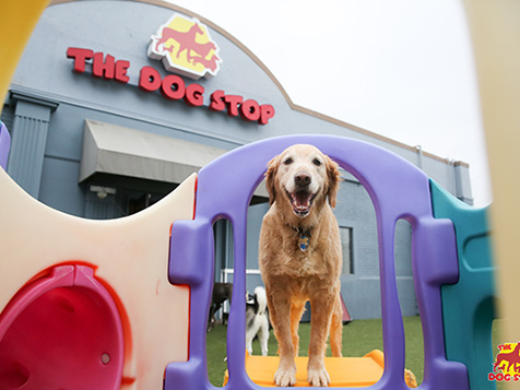 The Dog Stop Slider 1