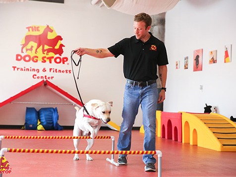 The Dog Stop The Dog Stop Slider 3