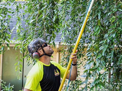 Monster Tree Service Monster Tree Service Slider 3