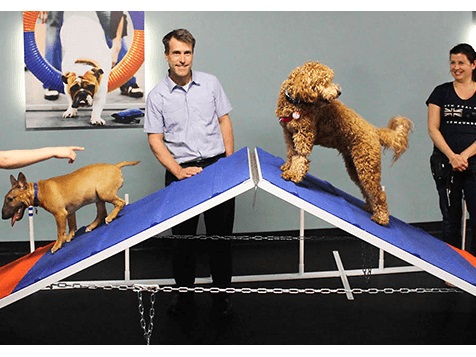 Zoom Room Dog Training Zoom Room Dog Training Slider 4