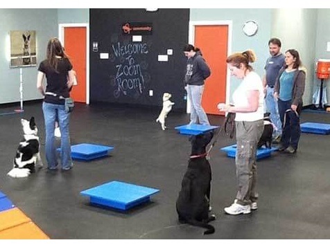 Zoom Room Dog Training Zoom Room Dog Training Slider 6