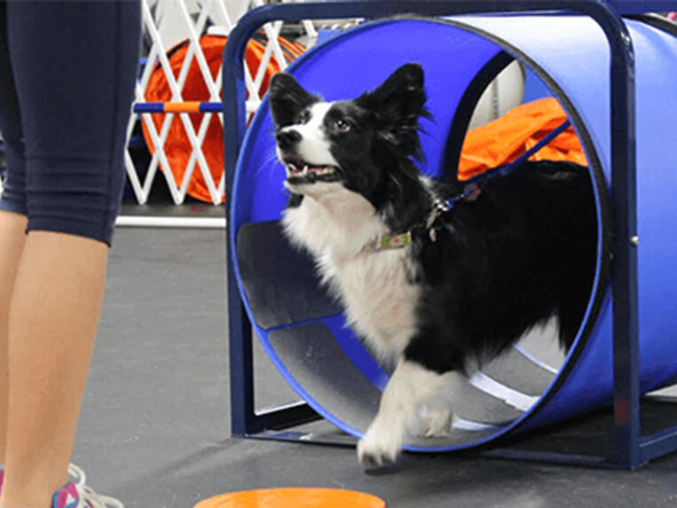 Zoom Room Dog Training Zoom Room Dog Training Slider 5