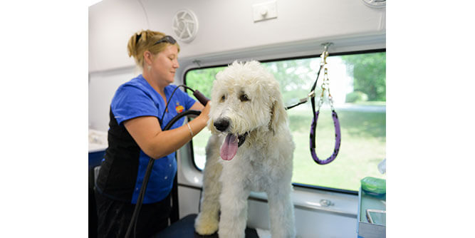 Aussie Pet Mobile Slider-8