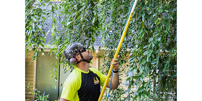 Monster Tree Service Slider-3