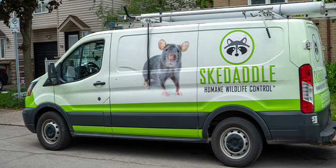 Skedaddle Humane Wildlife Control Slider-2