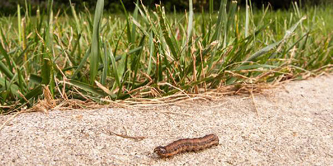 Weed Man Lawn Care - NJ & NY Slider-3