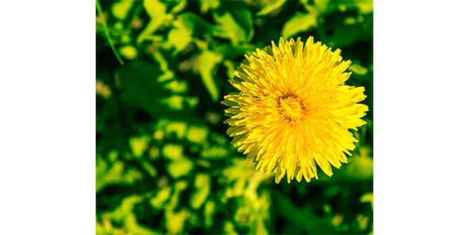 Weed Man Lawn Care - NJ & NY Slider-4