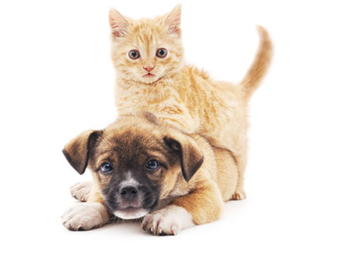 Well Groomed Franchise System Inc. Well Groomed Franchise System Inc. Slider 9