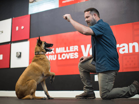 Dog Training Elite Dog Training Elite Slider 7