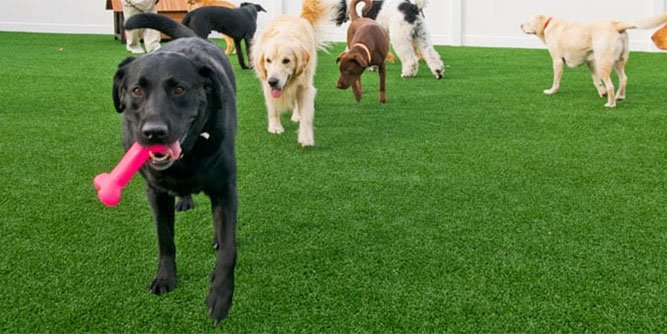 ForeverLawn Slider-9