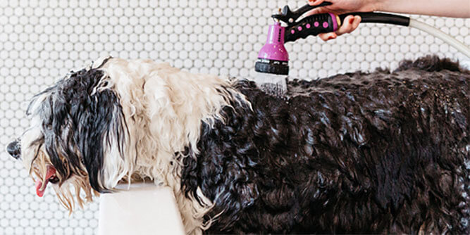 Bubbly Paws Slider-2