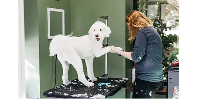 Bubbly Paws Slider-7