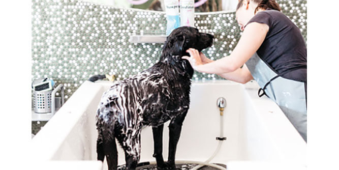 Bubbly Paws Slider-10