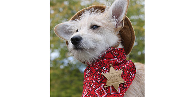 Mosquito Sheriff Slider-3