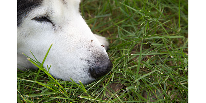 Mosquito Sheriff Slider-6