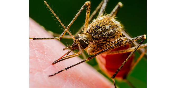 Mosquito Sheriff Slider-7