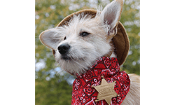 Mosquito SheriffFranchise Opportunity Mosquito Sheriff Franchise Opportunity