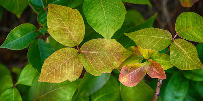 Leafs of Three Slider-1