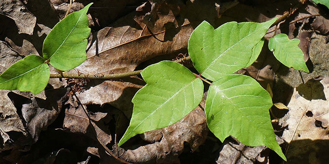 Leafs of Three Slider-3