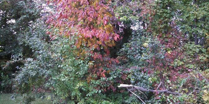 Leafs of Three Slider-4