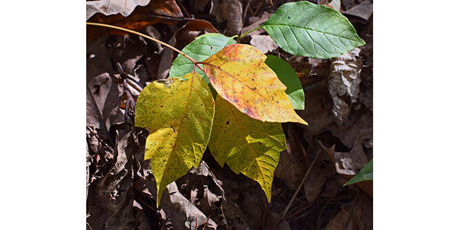 Leafs of Three Slider-5