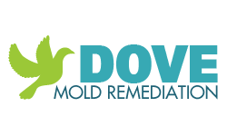 Dove Services - Mold Remediation
