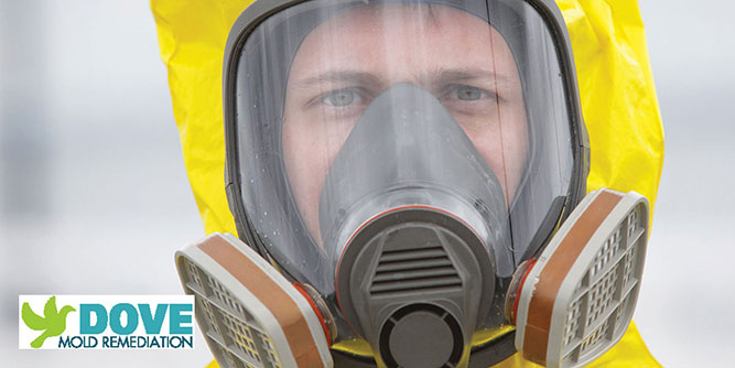 Dove Services - Mold Remediation Slider-1