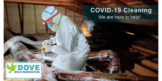 Dove Services - Mold Remediation Slider-2