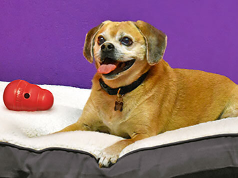 Central Bark Central Bark Slider 4