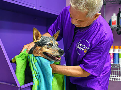 Central Bark Central Bark Slider 3