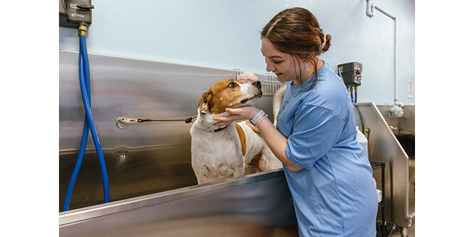 BarkSuds - Membership Dog Salon Slider-6