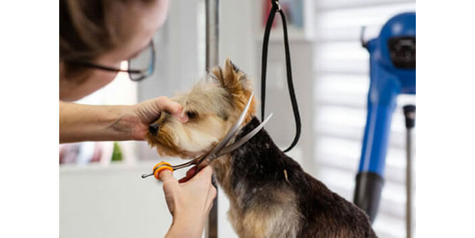 Salty Dawg Pet Salon + Bakery Slider-1