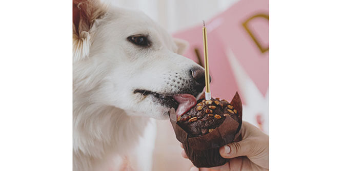 Salty Dawg Pet Salon + Bakery Slider-2