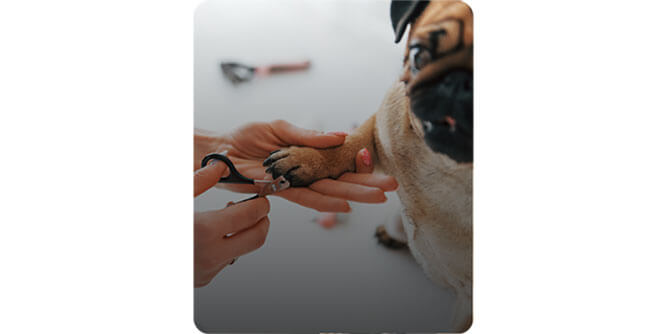 Salty Dawg Pet Salon + Bakery Slider-6