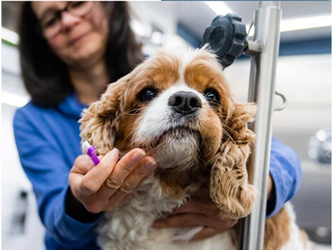 Woofie’s Pet Ventures Woofie’s Pet Ventures Slider 4