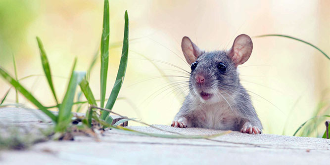 Toodaloo Pest and Wildlife Services Slider-1