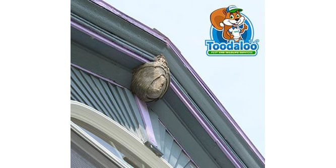 Toodaloo Pest and Wildlife Services Slider-2