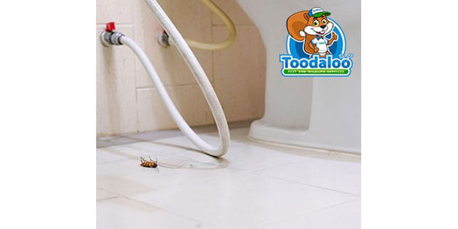 Toodaloo Pest and Wildlife Services Slider-3