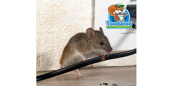 Toodaloo Pest and Wildlife Services Slider-4