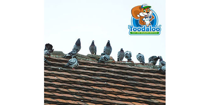 Toodaloo Pest and Wildlife Services Slider-5