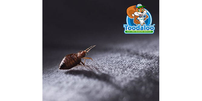 Toodaloo Pest and Wildlife Services Slider-6