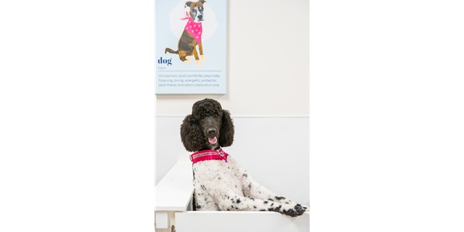 Woof Gang Bakery & Grooming Slider-2