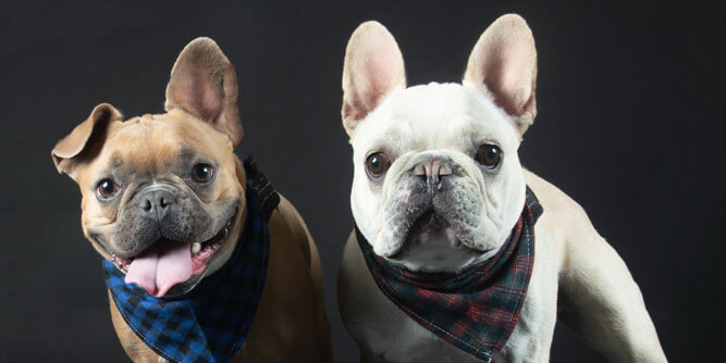 Well Groomed Pets Slider-2