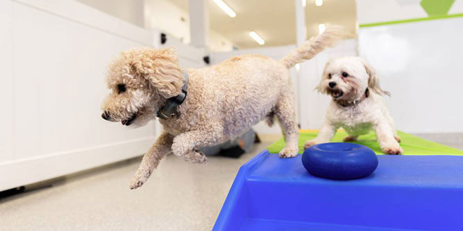 bark! bark! Slider-5