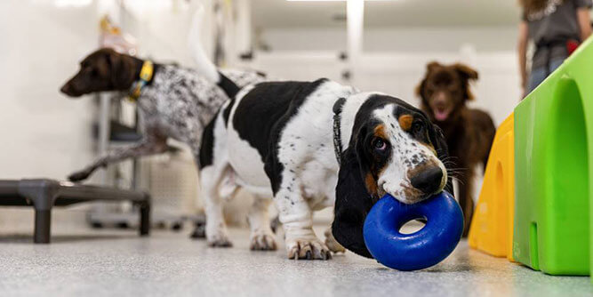 bark! bark! Slider-6