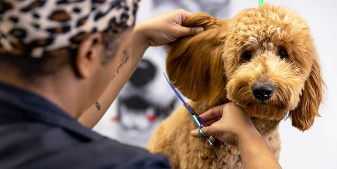 bark! bark! Slider-7