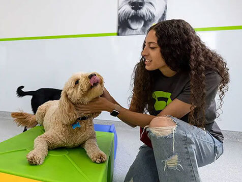 bark! bark! bark! bark! Slider 1